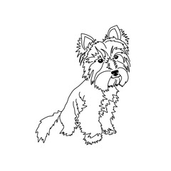 Vector drawing of a Yorkshire Terrier puppy. A sketch of a lying little dog