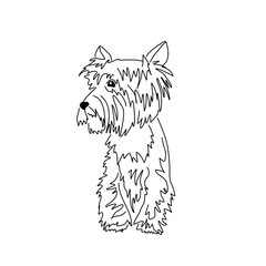 Vector drawing of a Yorkshire Terrier puppy. A sketch of a lying little dog