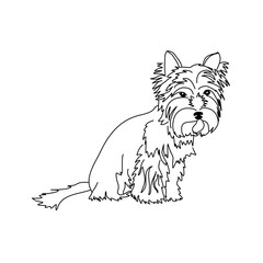 Vector drawing of a Yorkshire Terrier puppy. A sketch of a lying little dog
