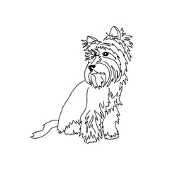Vector drawing of a Yorkshire Terrier puppy. A sketch of a lying little dog