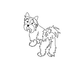 Vector drawing of a Yorkshire Terrier puppy. A sketch of a lying little dog