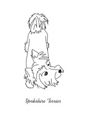 Vector drawing of a Yorkshire Terrier puppy. A sketch of a lying little dog