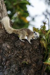 A white squirrel is on a tree