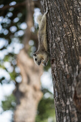 A squirrel is eating a cracker on a South East Asia Beach