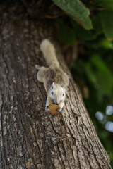 A white squirrel is eating a cracker on a tree