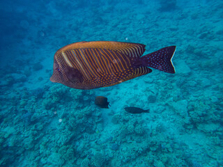 Fototapeta premium Zebrasoma sailor Desjardins in a coral reef of the Red Sea