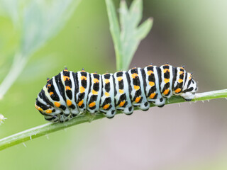 Swallowtail Butterfly against green brackground