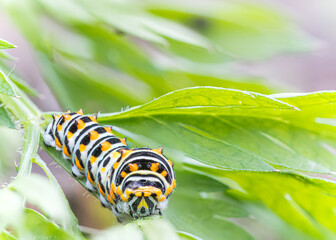 Swallowtail Butterfly against green brackground