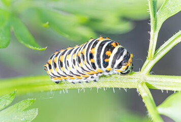 Swallowtail Butterfly against green brackground