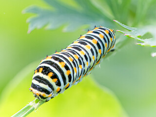 Swallowtail Butterfly against green brackground