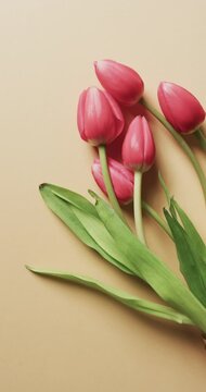 Vertical video of bunch of red tulips with copy space on yellow background