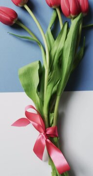 Vvertical video of bunch of red tulips with copy space on white and blue background
