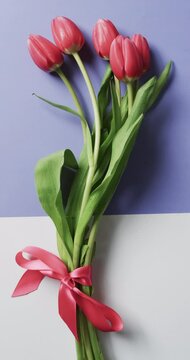 Vvertical video of bunch of red tulips with copy space on white and blue background