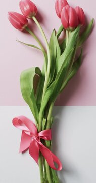 Vvertical video of bunch of red tulips with copy space on white and pink background