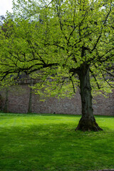 Fototapeta na wymiar Park tree with lush foliage surrounded by green grass and flower, brick wall background. Vertical