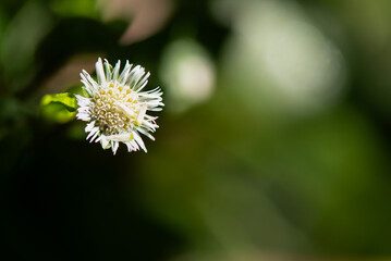 False daisy or erclipta prostrata flower on nature background.