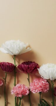 Vertical video of white, red and pink flowers with copy space on yellow background