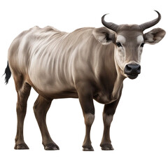 Buffalo on transparent background