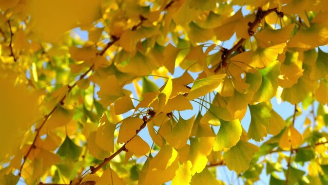 Yellow Ginkgo Biloba tree branch in Autumn. Sunny, yellow leaves, selective focus, gentle branch movement.