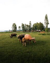 Fototapeta na wymiar buffaloes in the field
