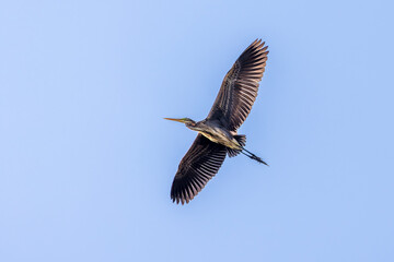 purple heron in flight in the blue sky