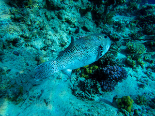 Arothron stellatus in a Red Sea coral reef - obrazy, fototapety, plakaty