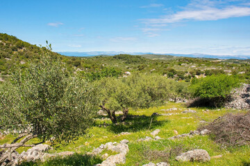 An olive grove near Nerezisca on Brac Island in Croatia in May, showing the island's characteristic stone mounds and walls