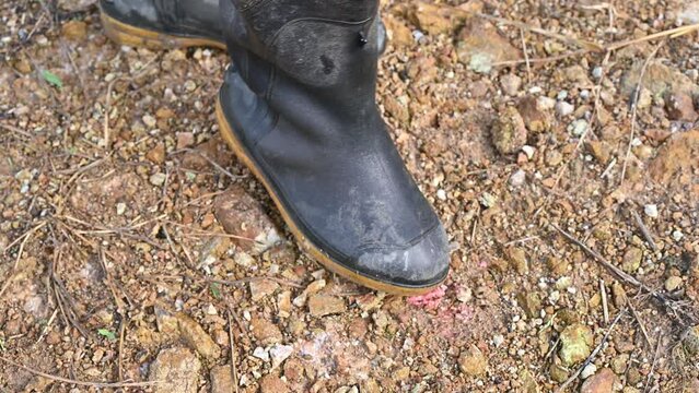 Farmer killing golden apple snail eggs by foot. The golden apple snail is considered a major problem in direct-seeded rice.