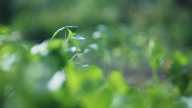 shallow depth of field shot of green fresh plants in a garden with blurry green in the left foreground, while the focus shifts towards the background to the upper right and focussing seedlings on the 