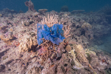珊瑚に引っかかっているビニール袋