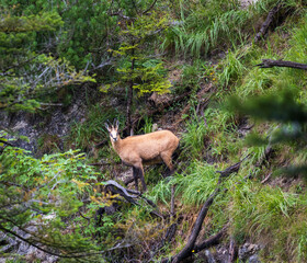 Wild chamois, rupicapra animal stnading in grass mountain landscape. Austria, alps area