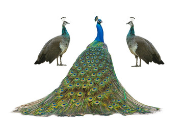  male and female peacock standing isolated on white background