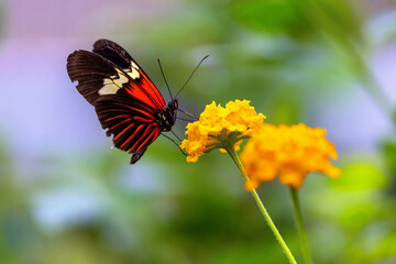 Postman Butterfly 