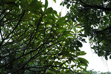 Evergreen plant and tree hedge fence