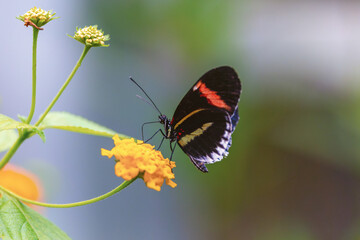 Naklejka premium Blue Postman Butterfly 
