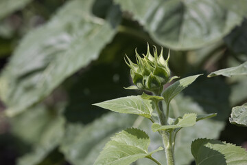 sunflower in sunflower field, sunflower in growth and sunflower with bokeh