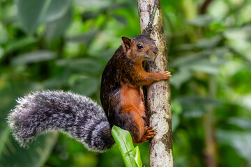 Eastern Grey Squirrel on branch. Scientific name: Sciurus carolinensis.