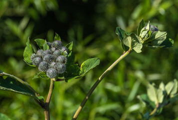 Young flowers with buds in the park on a summer morning.