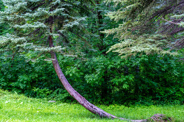 Pine with a curved trunk in the forest in summer.