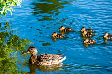 A duck with ducklings swims on the lake water on a summer day.