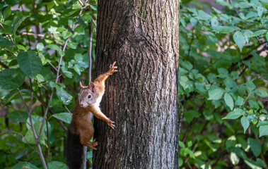 A squirrel is sitting on a tree trunk in the forest.