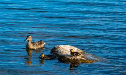 Duck with ducklings on a rock in the lake water on a summer day.