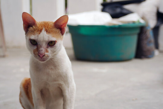 Feeding street cats. Food for cats and feral cats. Close up.