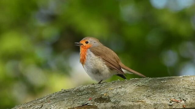 singing robin on a wall