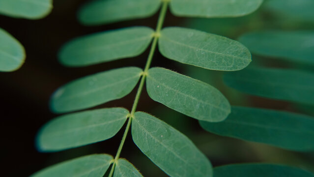photo of Saga leaves which are green with many leaves on one stem, saga leaves are included as herbal leaves for traditional medicine.