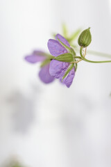 Geranium pratense, the meadow crane's-bill or meadow geranium flowers with a white background