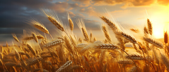 Close-up of a wheat spicas swaying in the wind at sunset. Generative AI