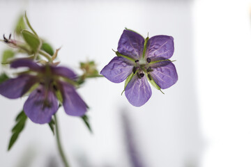 Geranium pratense, the meadow crane's-bill or meadow geranium flowers with a white background