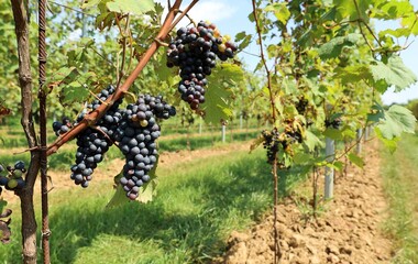 Refosco Dal Peduncolo Rosso grapes hanging on vine in late summer. It's a native vine from the...