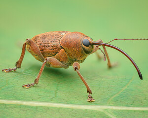 Side-view of Acorn Weevil (Curculio glandium) © Rasmuscool99